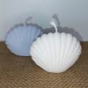 IMG_20251229_231941 Ocean Shell