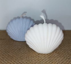 IMG_20251229_231941 Ocean Shell